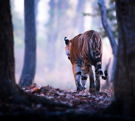俄罗斯黑熊闯入城市致命事件引关注，俄罗斯黑熊犬